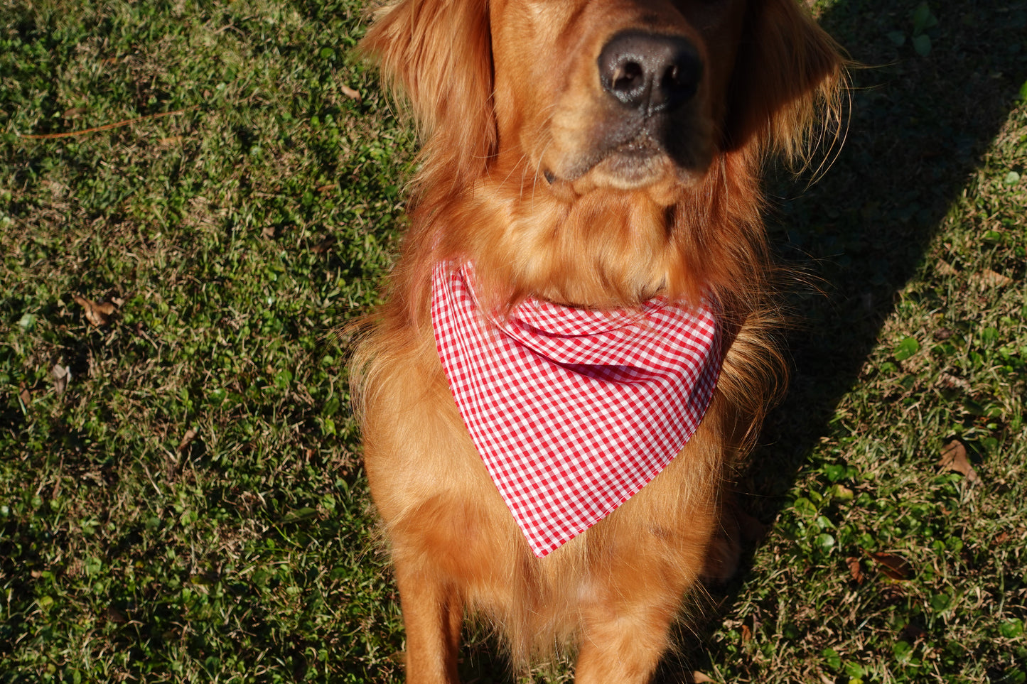 Red Gingham Pet Bandana